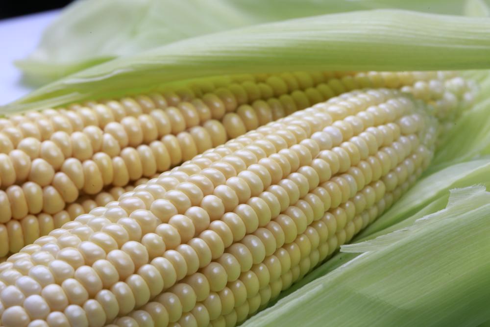 干旱阴霾消散叠加投机需求降温 美国农产品掉头向下 玉米创两年最大跌幅