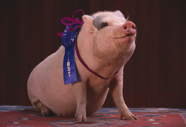 河南暴雨突破历史极值 生猪市场何去何从？分析师：短期或弱势下行