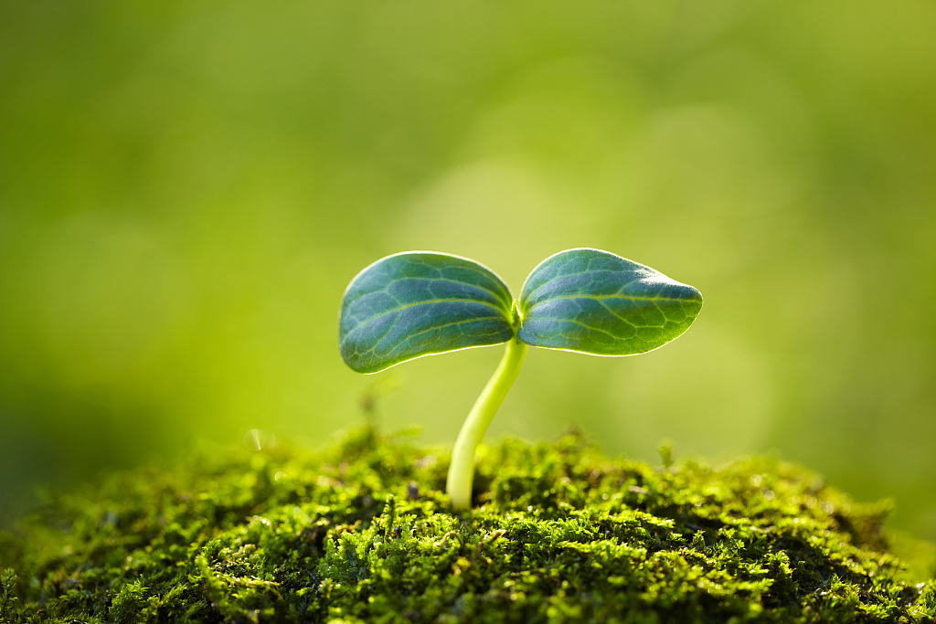 行业动态|政策助力供需改善 种植意愿高涨 优质种子“无货可卖”