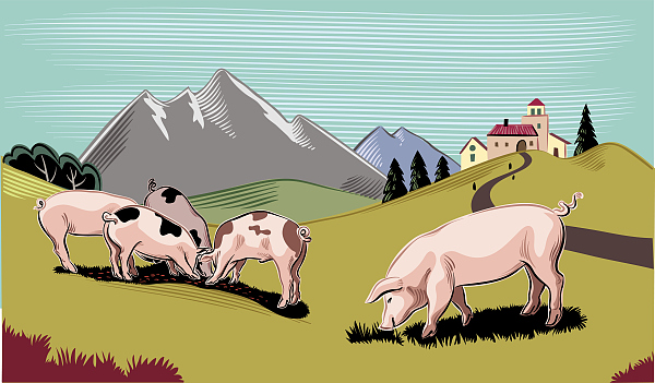 “猪茅”三季度预亏5-10亿 牧原股份：生产管理仍是管控重点